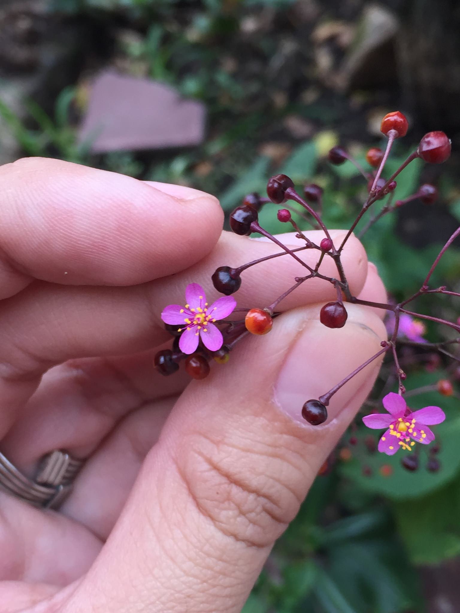 Talinum paniculatum 'Variegatum'